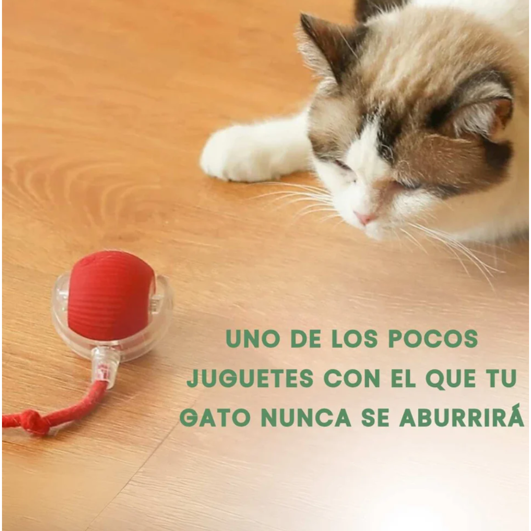 ActivePet