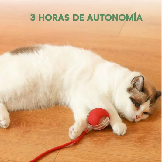 ActivePet